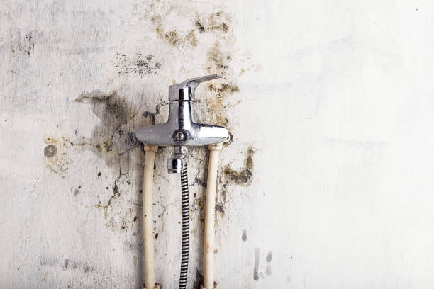 Best Mold Cleaning Services  in Locust, NC