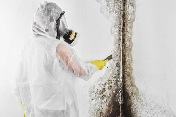 Best Mold Testing  in Locust, NC