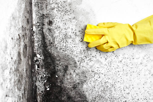 Best Same-Day Mold Removal  in Locust, NC