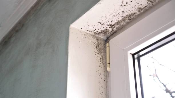Best Professional Mold Removal  in Locust, NC