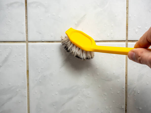 Best Best Mold Removal Companies  in Locust, NC