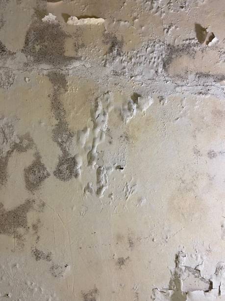 Best Local Mold Removal Service  in Locust, NC