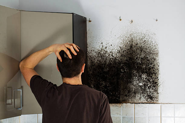 Best Commercial Mold Removal  in Locust, NC