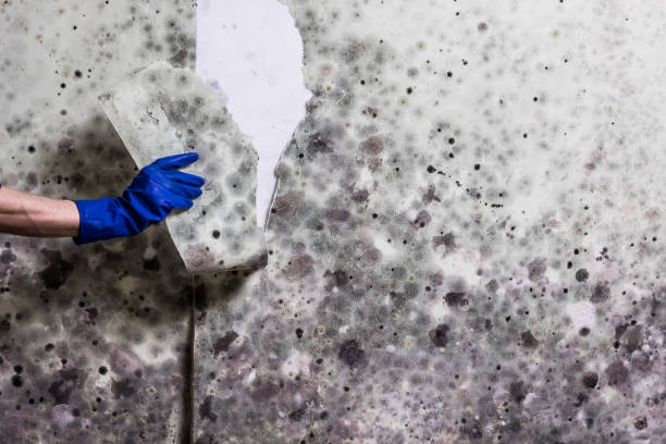 Best Office Mold Removal Services  in Locust, NC