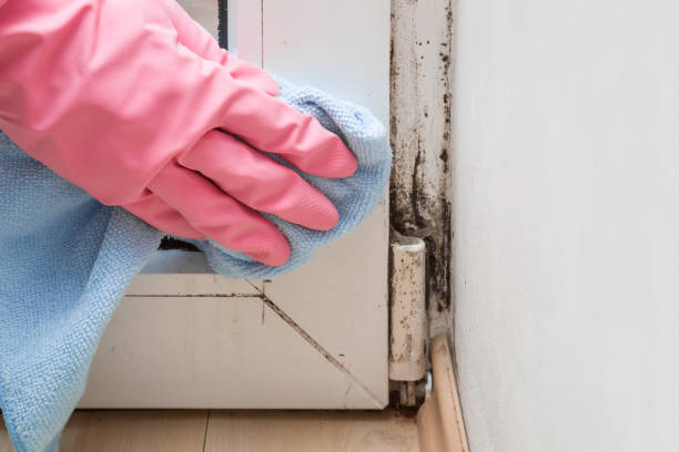 Best Mold Testing  in Locust, NC