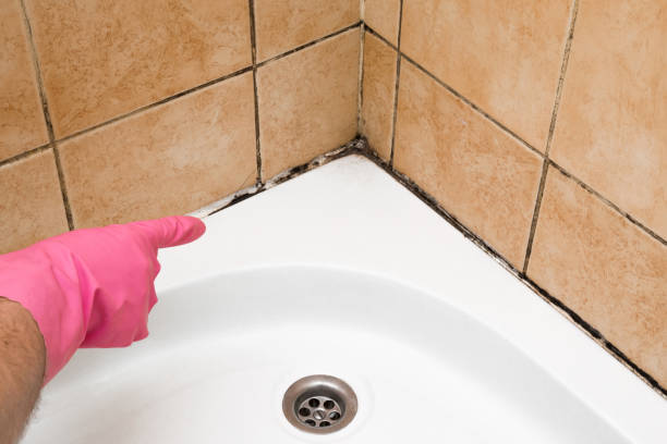 Best Certified Mold Removal  in Locust, NC
